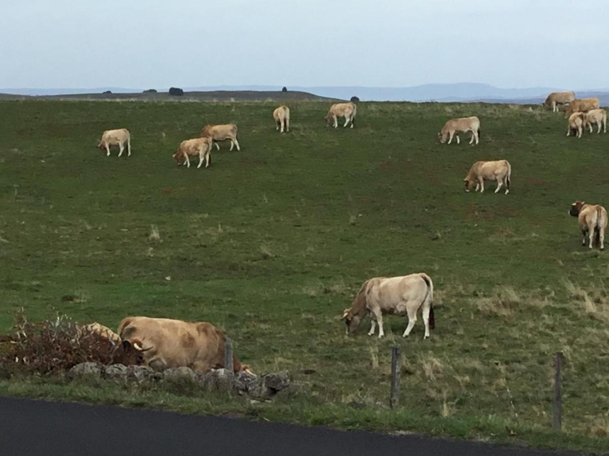Lo Vedelier D'Aubrac Lejlighed Laguiole Eksteriør billede